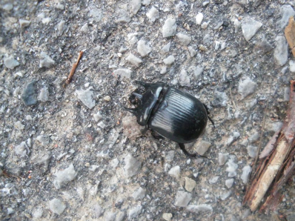 aiuto identificazione: Typhaeus typhoeus