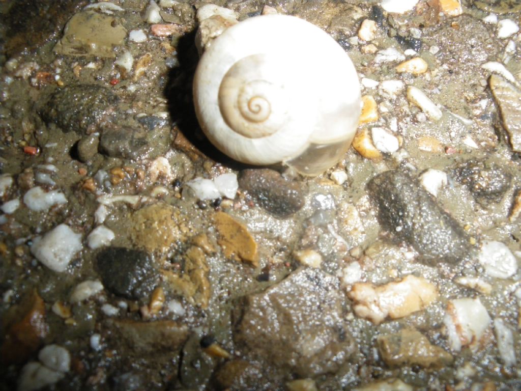 id