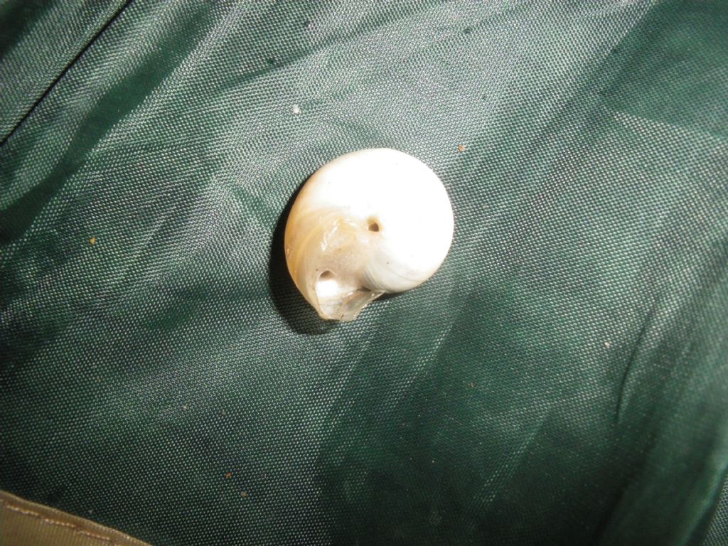 id