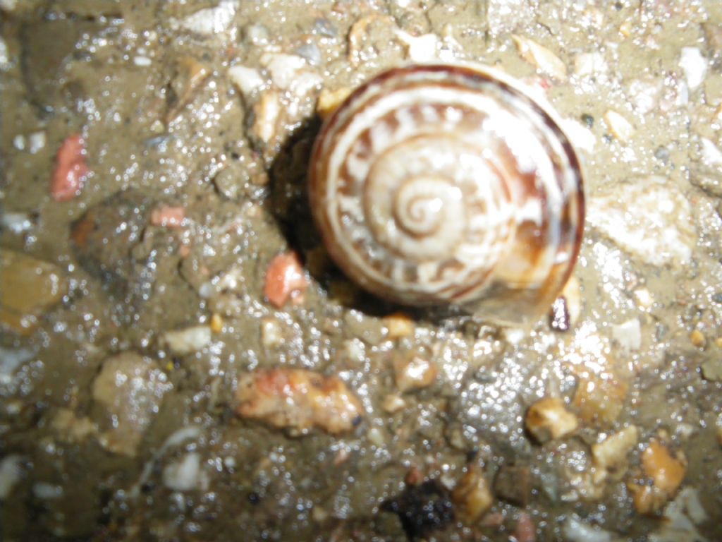 id 2