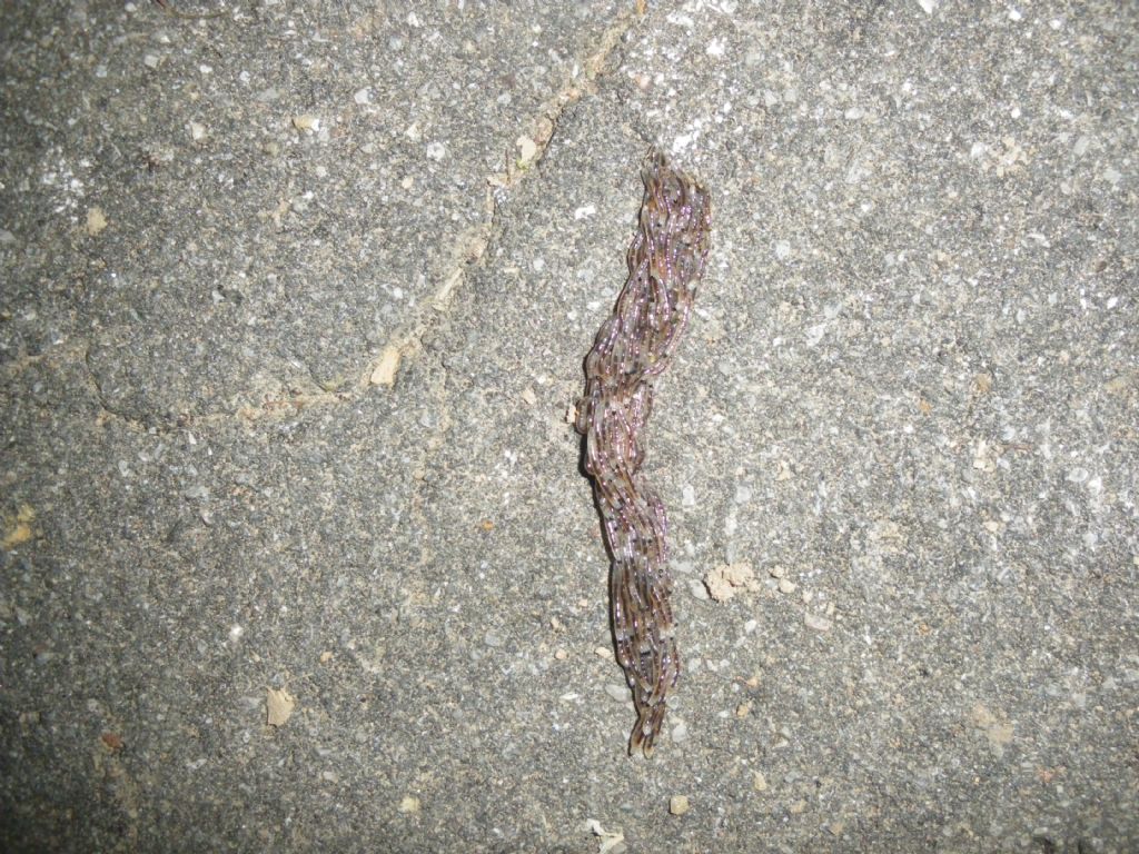 bruchi da id