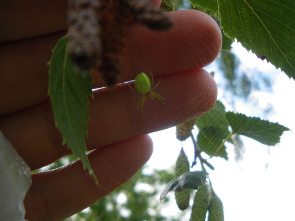 Araniella sp. - Pistoia (PT)