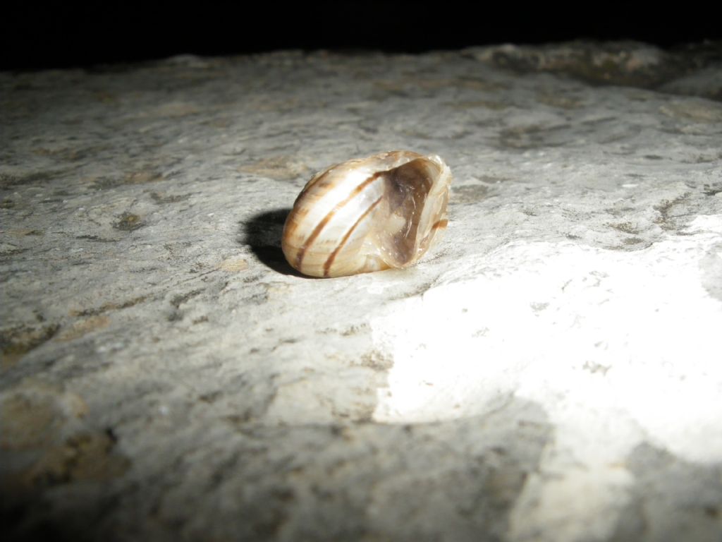 eobania vermiculata?