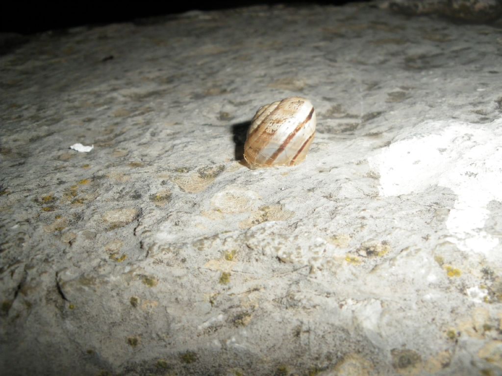 eobania vermiculata?