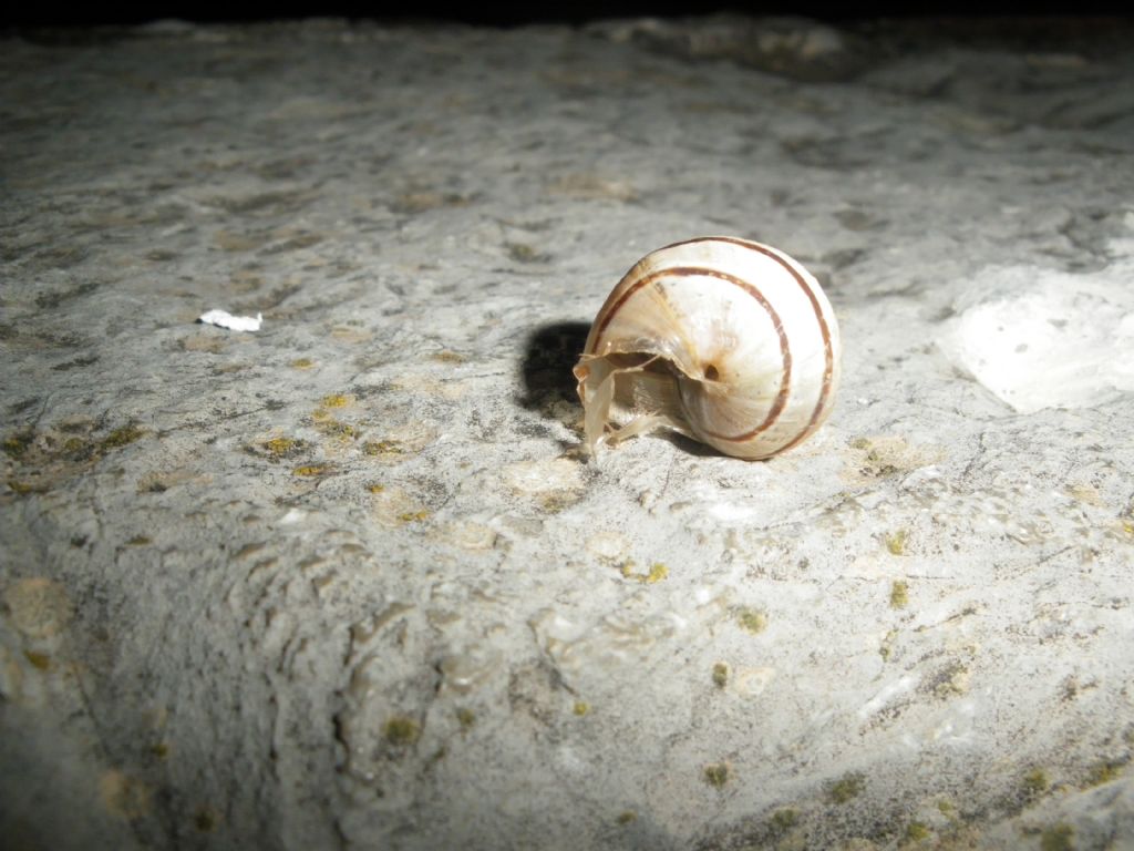 eobania vermiculata?