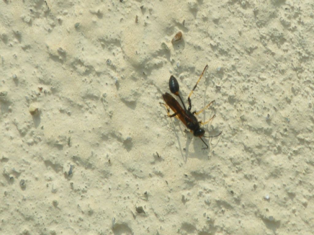 Sceliphron caementarium?