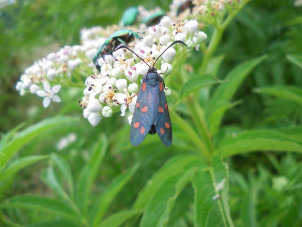 zigenide da id - Zygaena (Zygaena) transalpina
