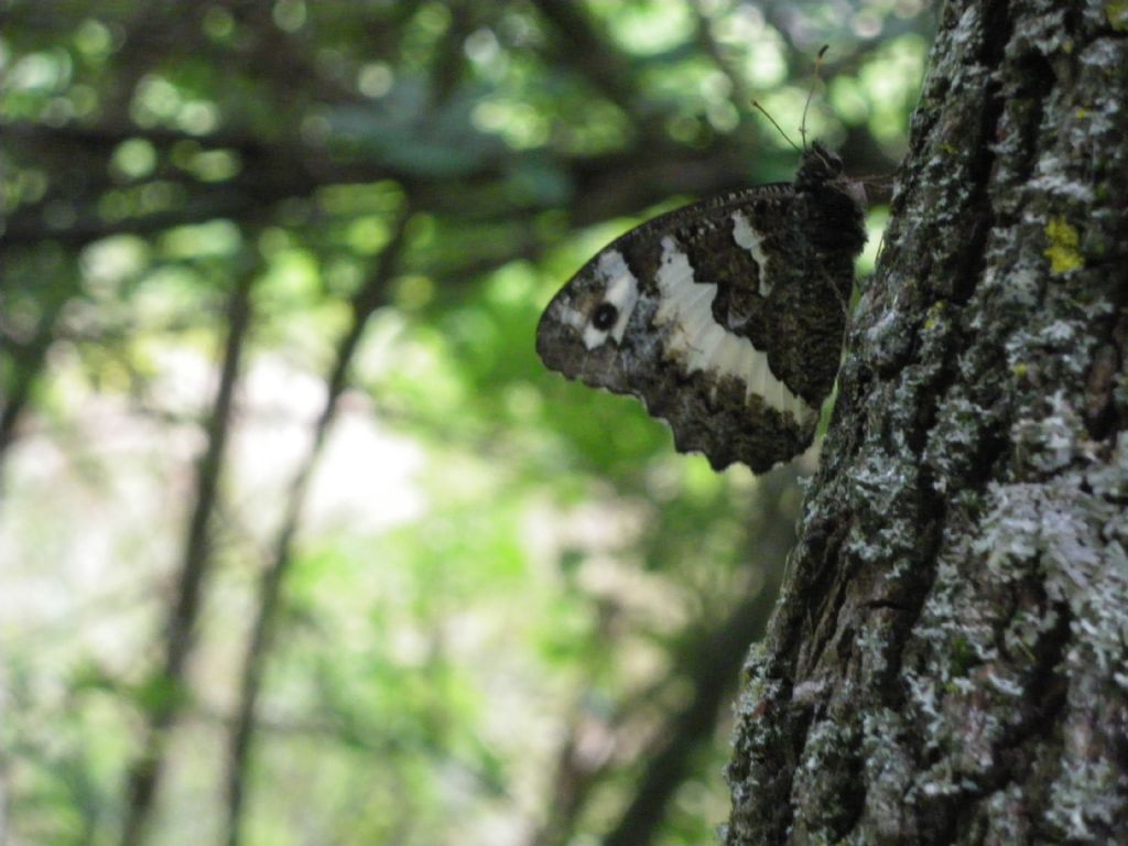 id farfalla - Brintesia circe