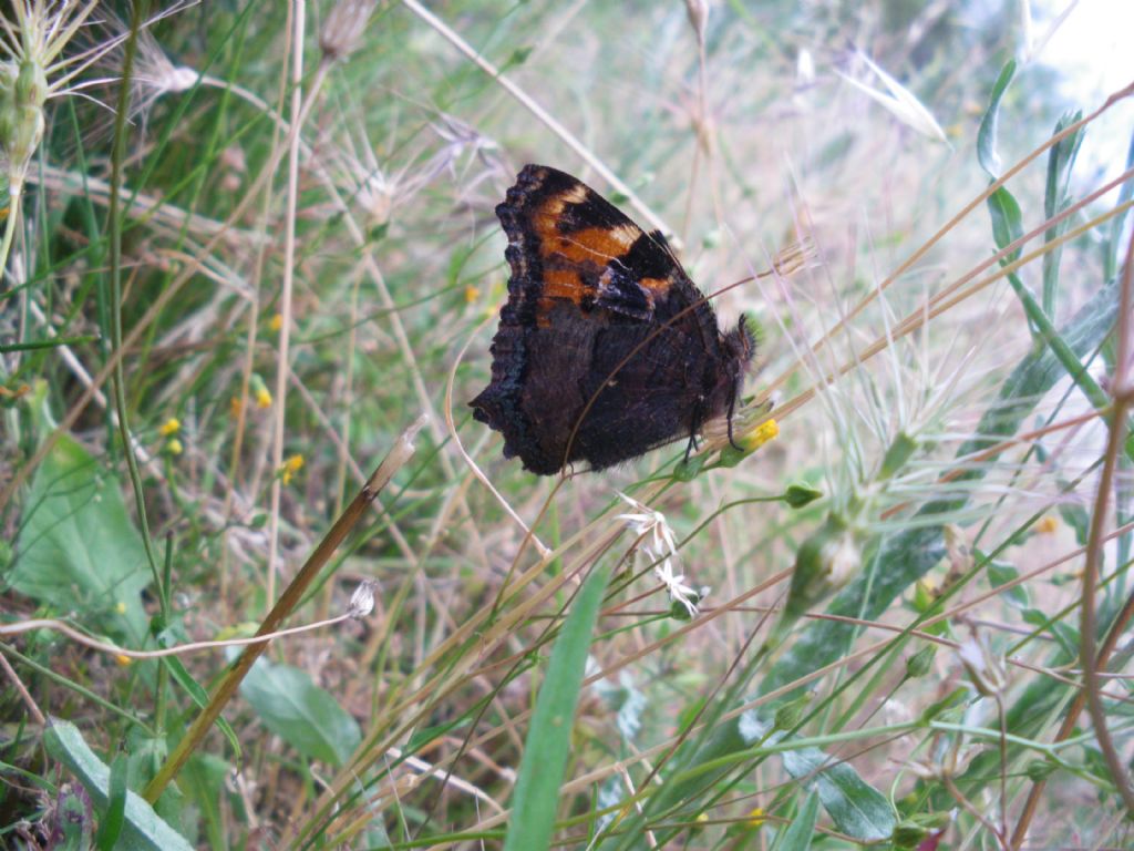 id farfalla 2 - Nymphalis polychloros