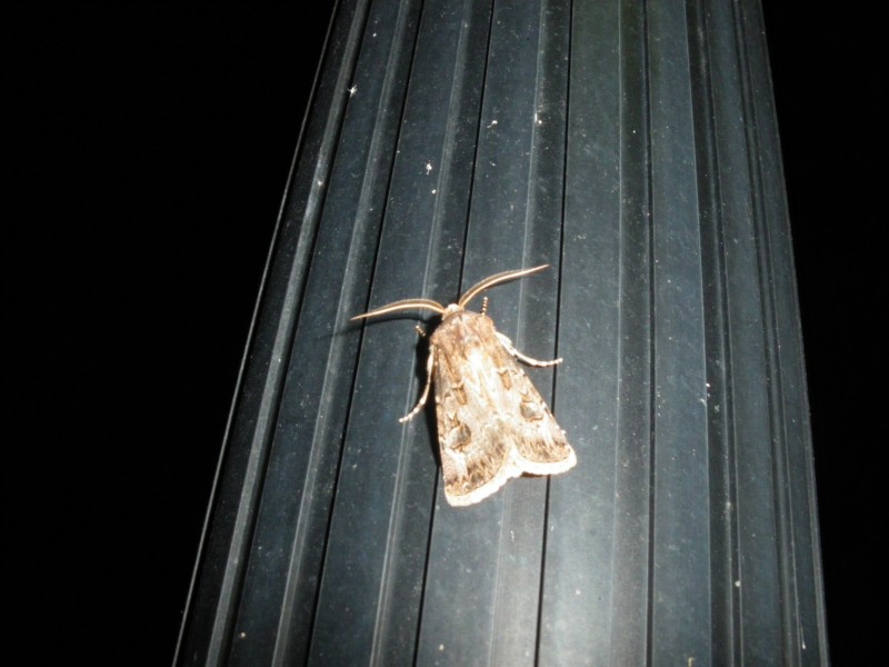 Aiuto identificazione