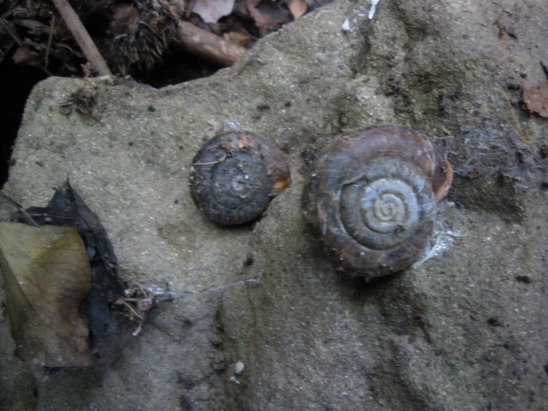 Chilostoma planospira?