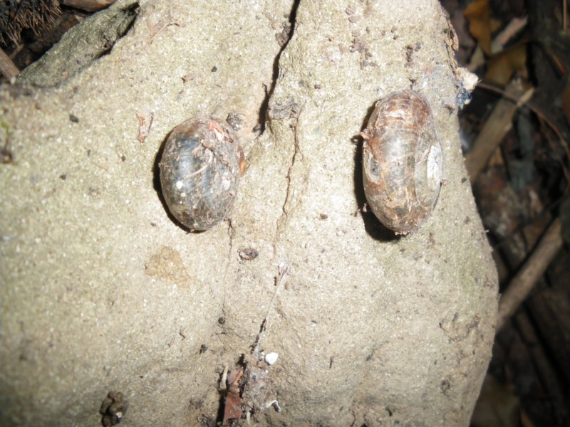 Chilostoma planospira?
