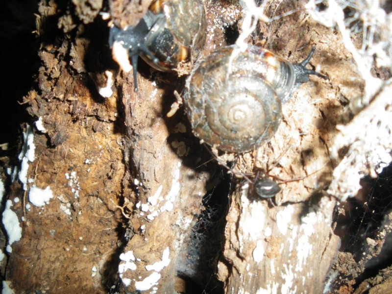 Chilostoma planospira?