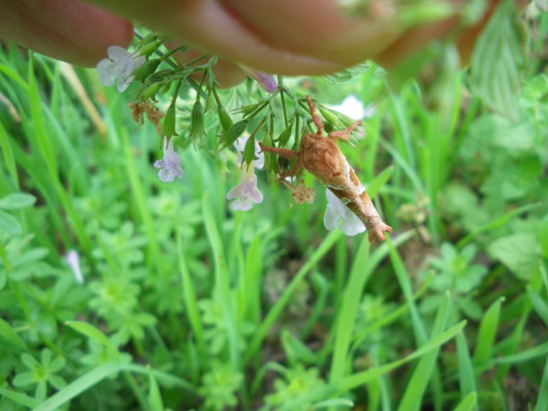 id falena
