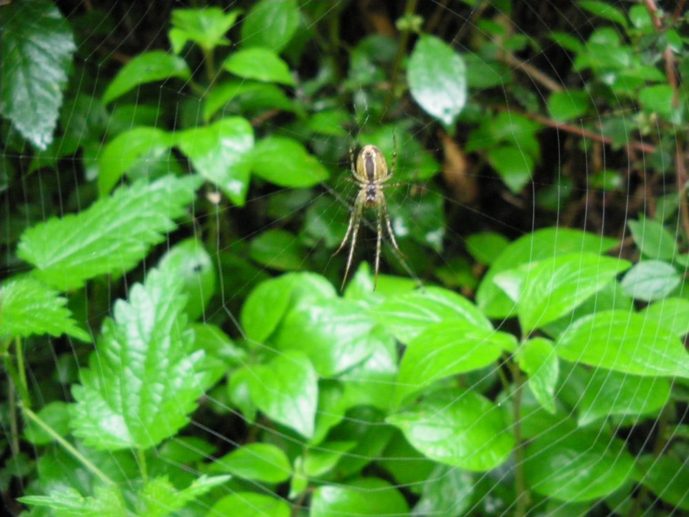 Malthonica sp.; Metellina sp., Zoropsis cf. spinimana