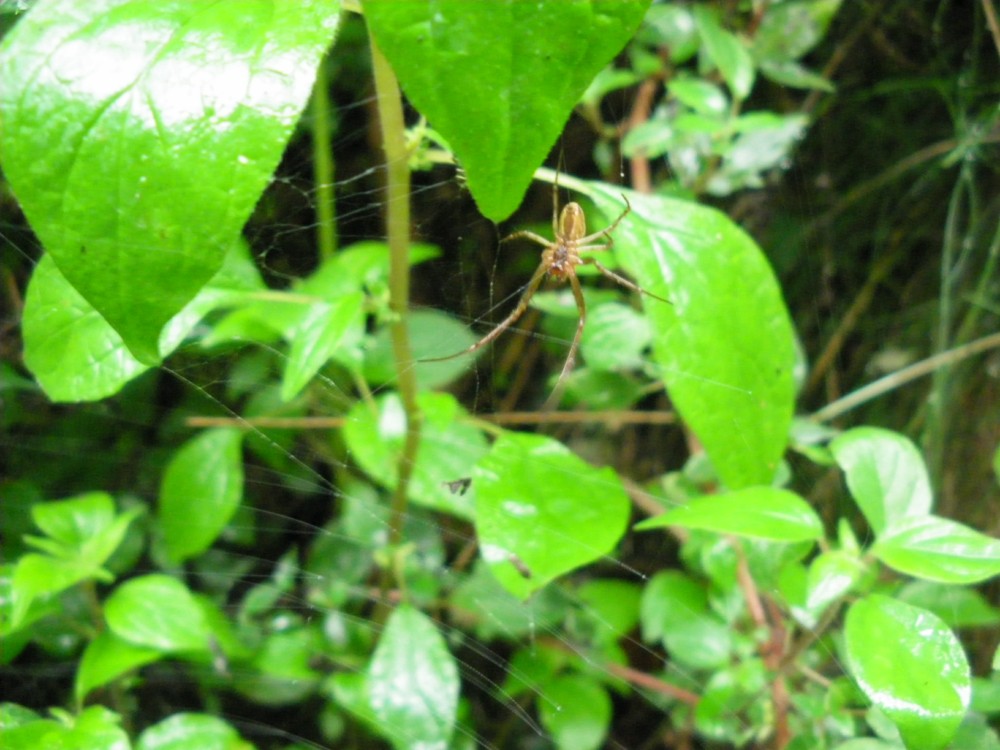 Malthonica sp.; Metellina sp., Zoropsis cf. spinimana