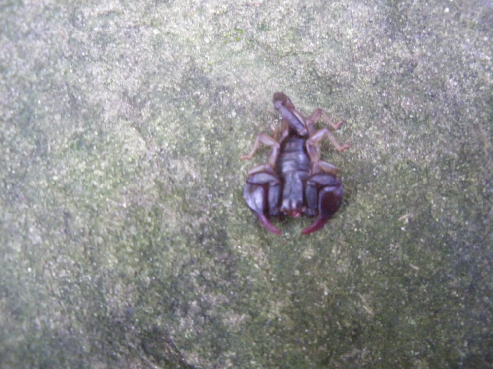 id scorpioni