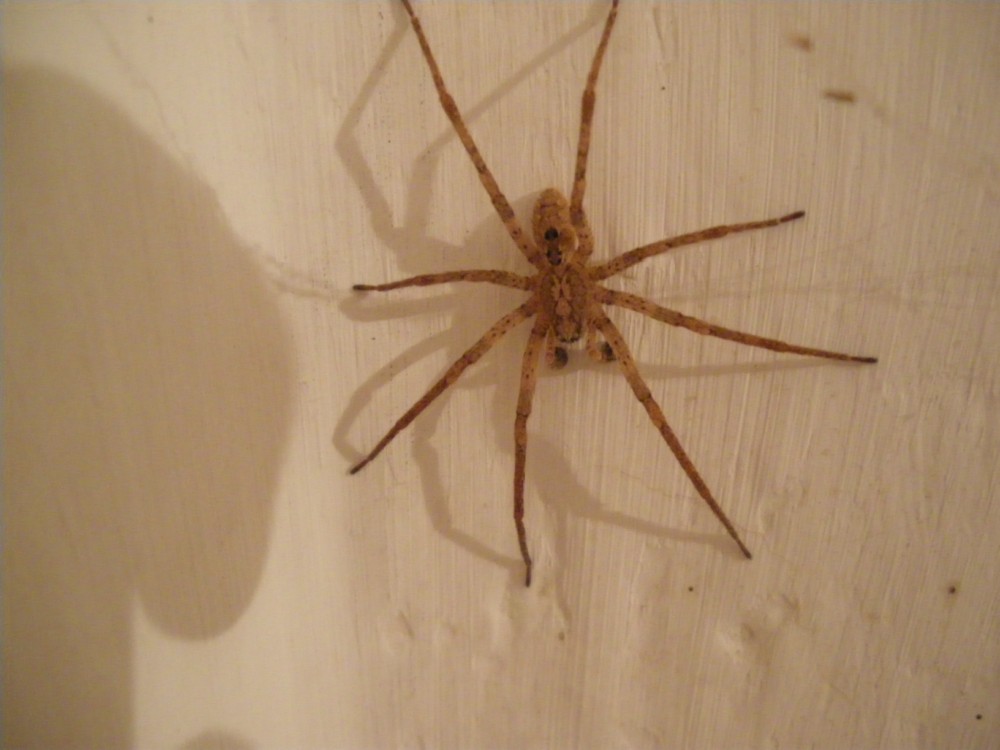 Malthonica sp.; Metellina sp., Zoropsis cf. spinimana