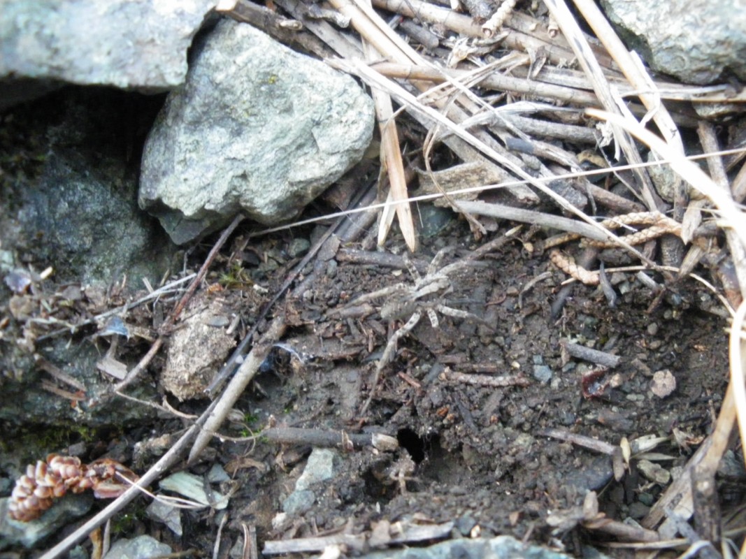 Malthonica sp.; Metellina sp., Zoropsis cf. spinimana