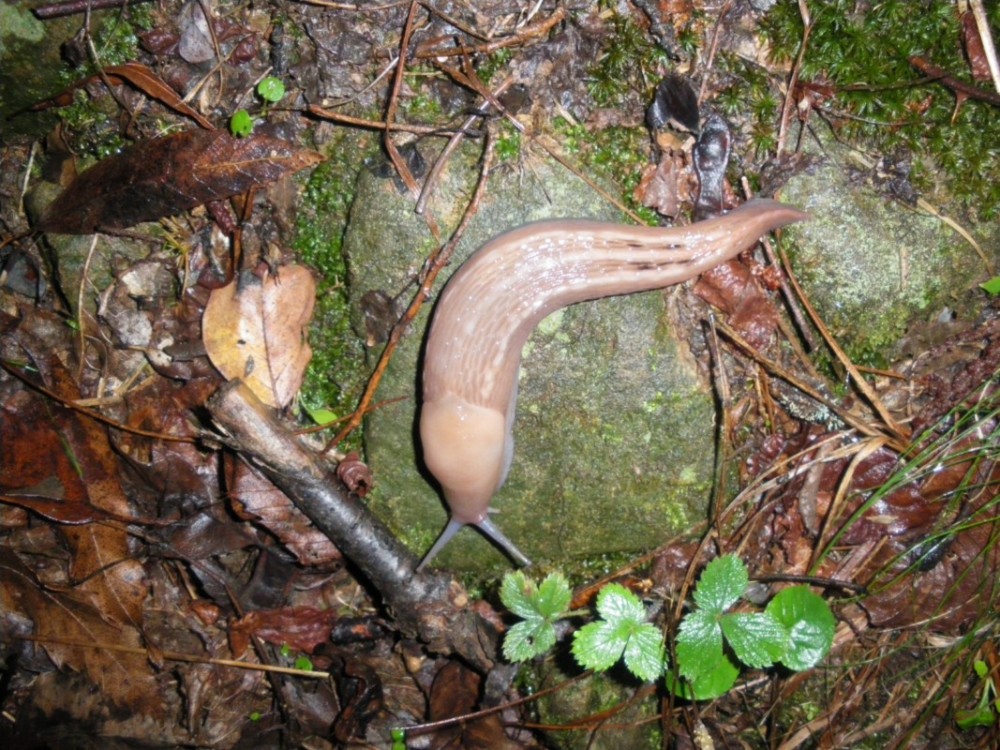 Limax aldrovandi Moquin-Tandon 1855 della provincia Pistoia