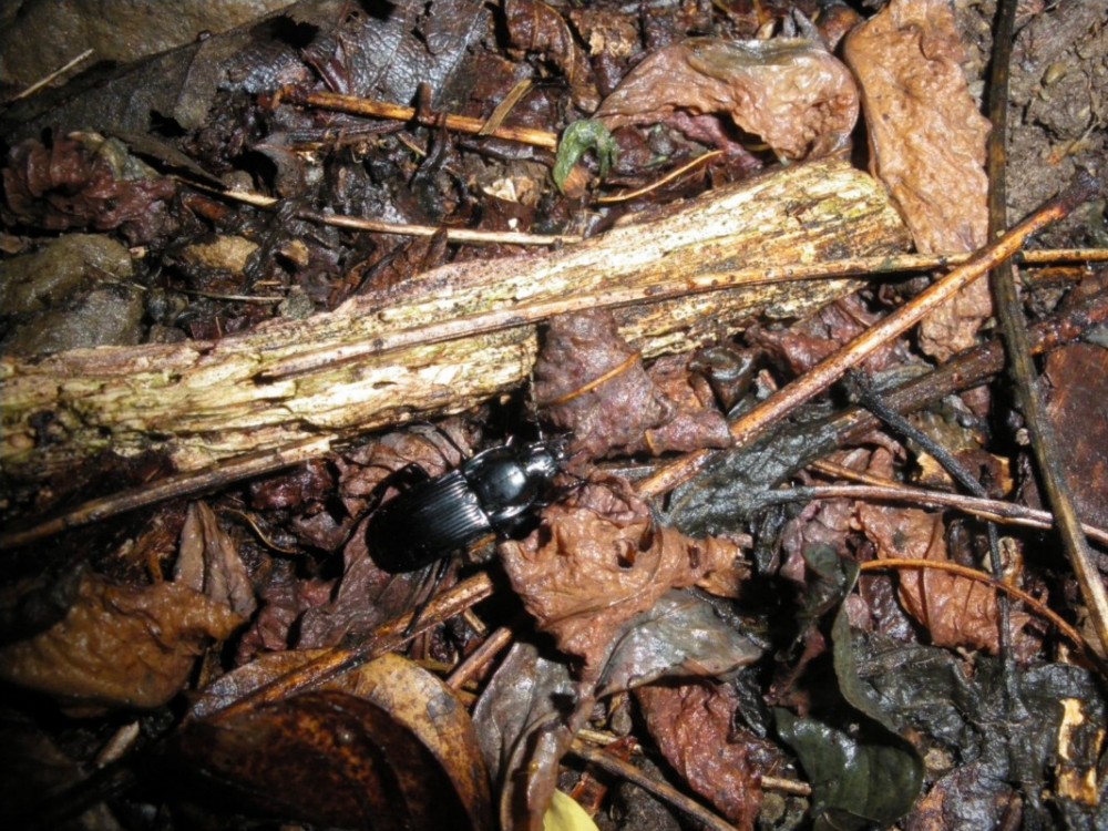 id coleotteri