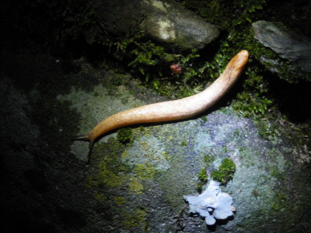 Limax aldrovandi Moquin-Tandon 1855 della provincia Pistoia