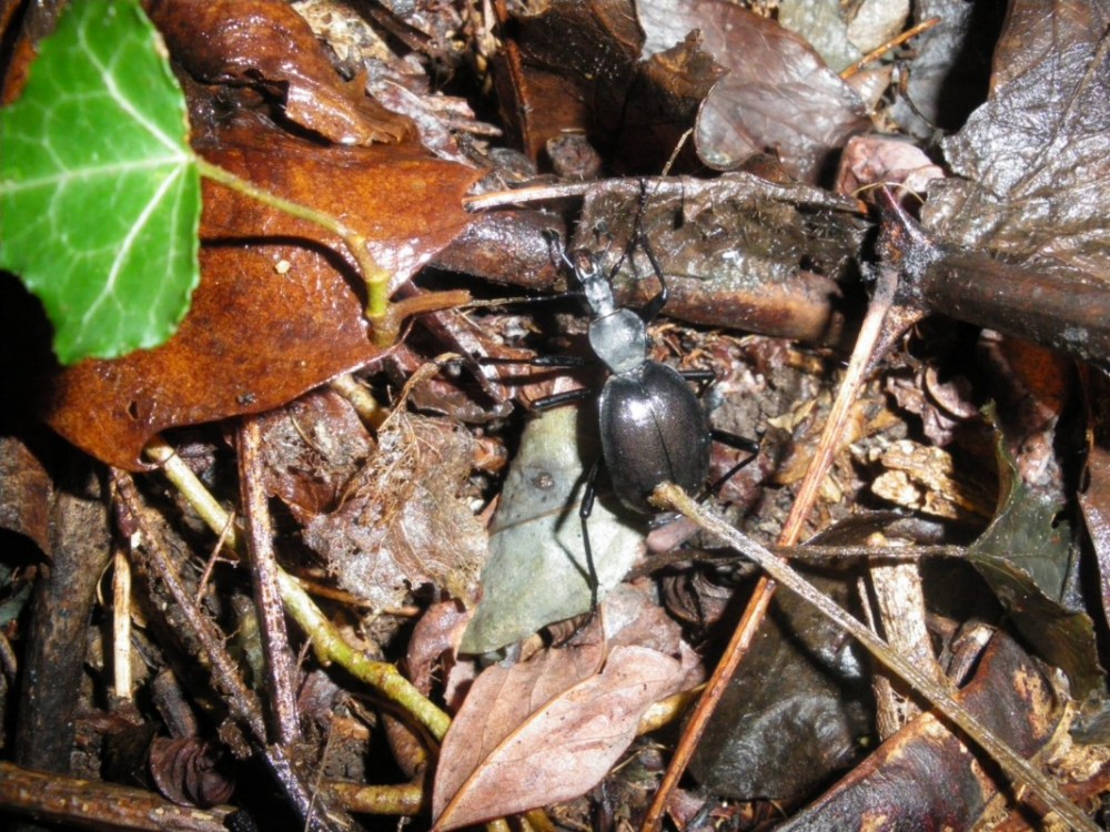 id coleotteri