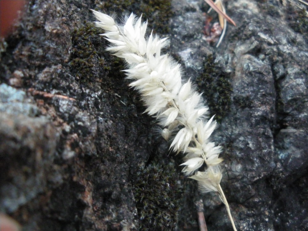 Melica ciliata / Melica barbata
