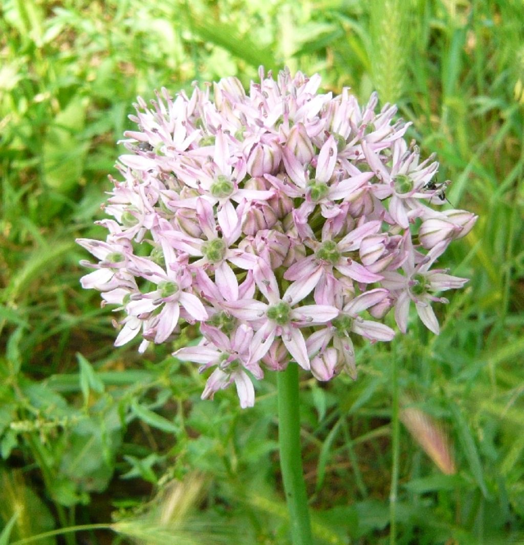 Allium nigrum / Aglio maggiore