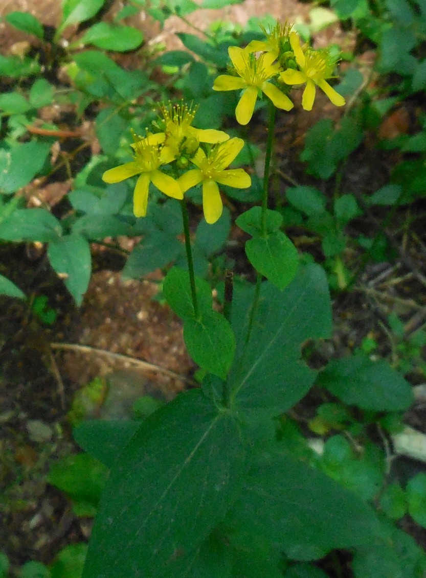 pianta da determinare 11 ott - Hypericum sp.