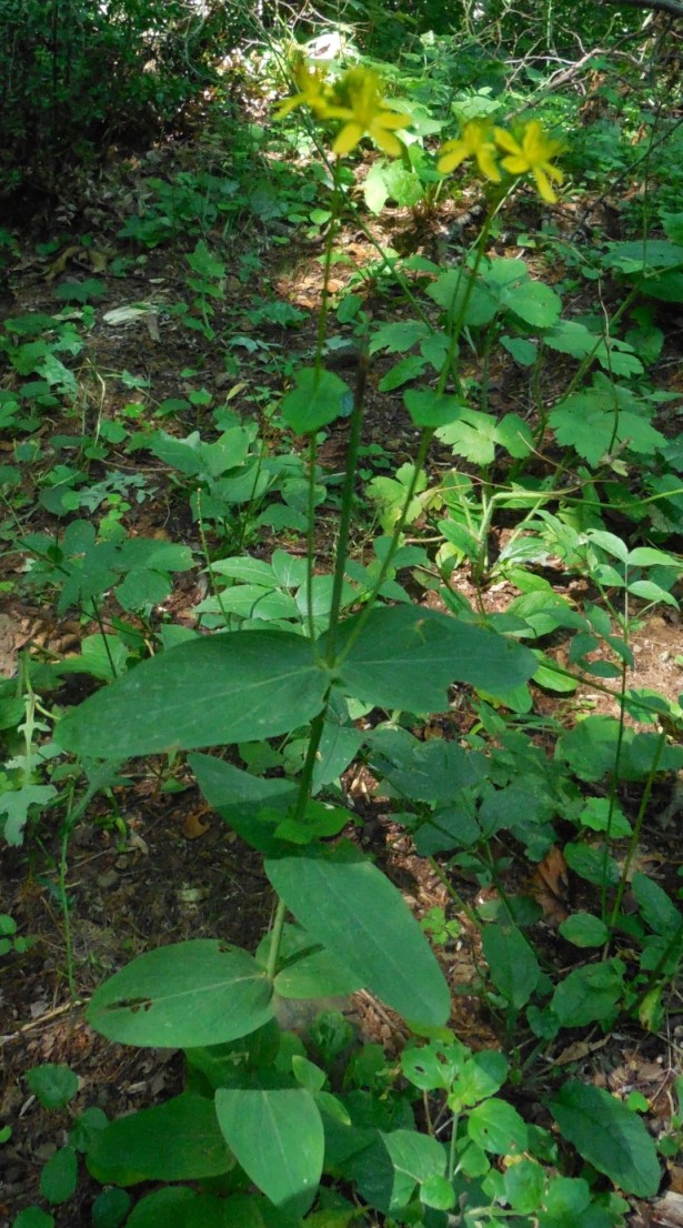 pianta da determinare 11 ott - Hypericum sp.