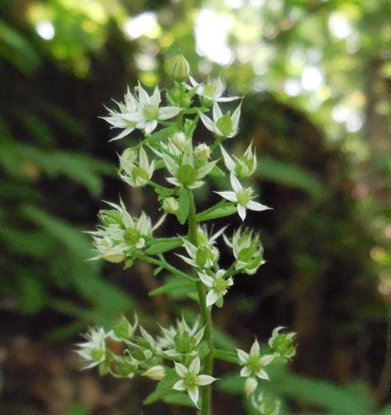 Sedum cepaea / Borracina cepea