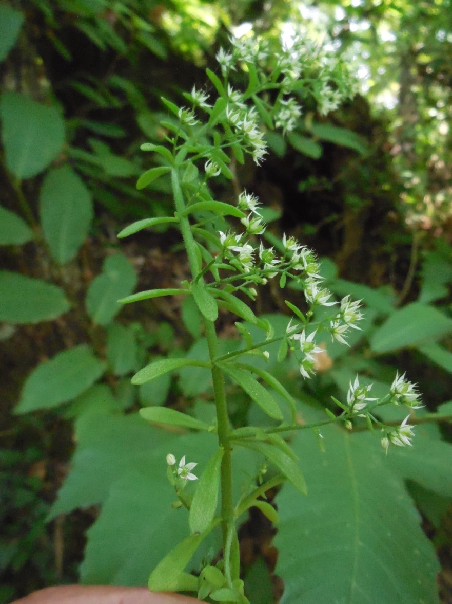 Sedum cepaea / Borracina cepea