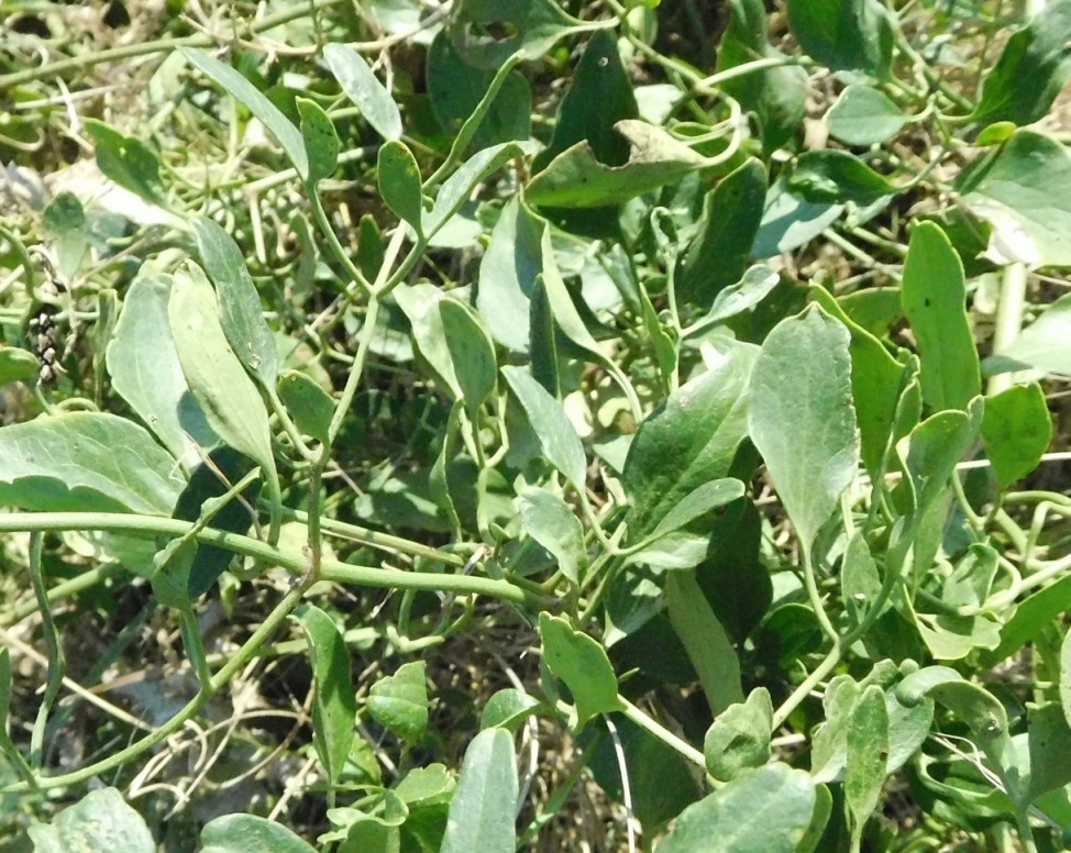 pianta da determinare 4 ott - Clematis sp.