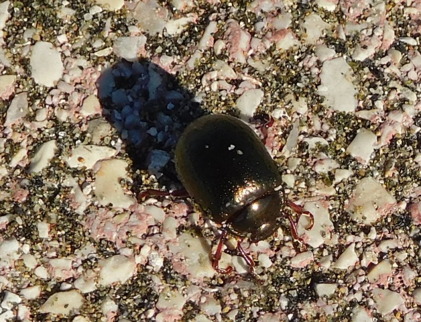 Chrysolina bankii, Chrysomelidae
