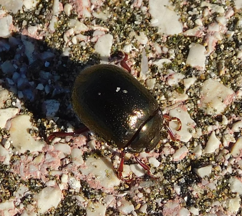 Chrysolina bankii, Chrysomelidae