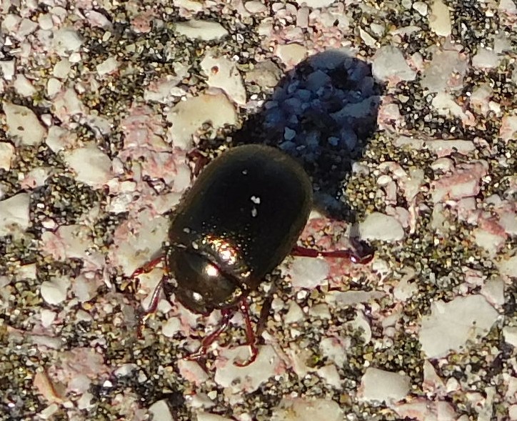 Chrysolina bankii, Chrysomelidae