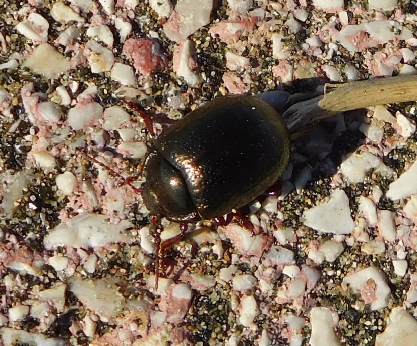 Chrysolina bankii, Chrysomelidae