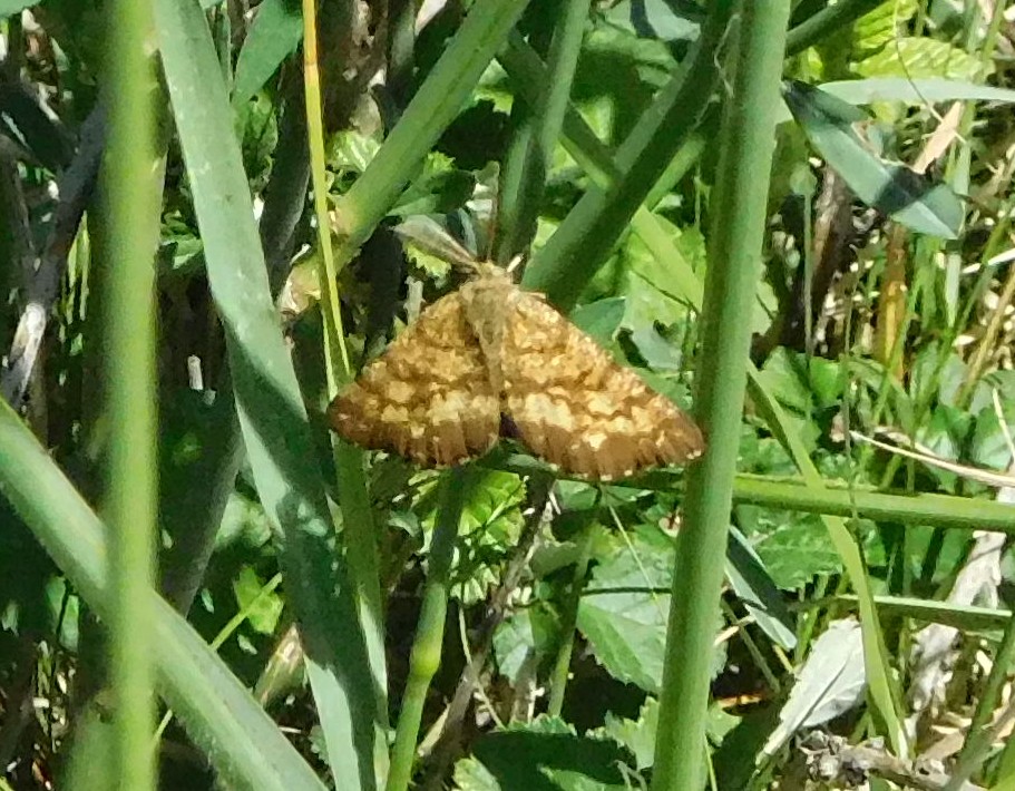 lepidottero da confermare 29apr17 bis - Ematurga atomaria, Geometridae