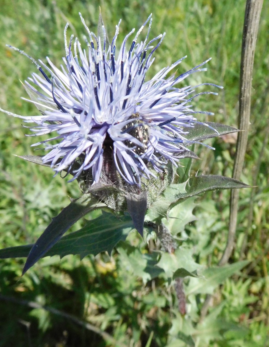 Carthamus caeruleus / Cardoncello azzurro