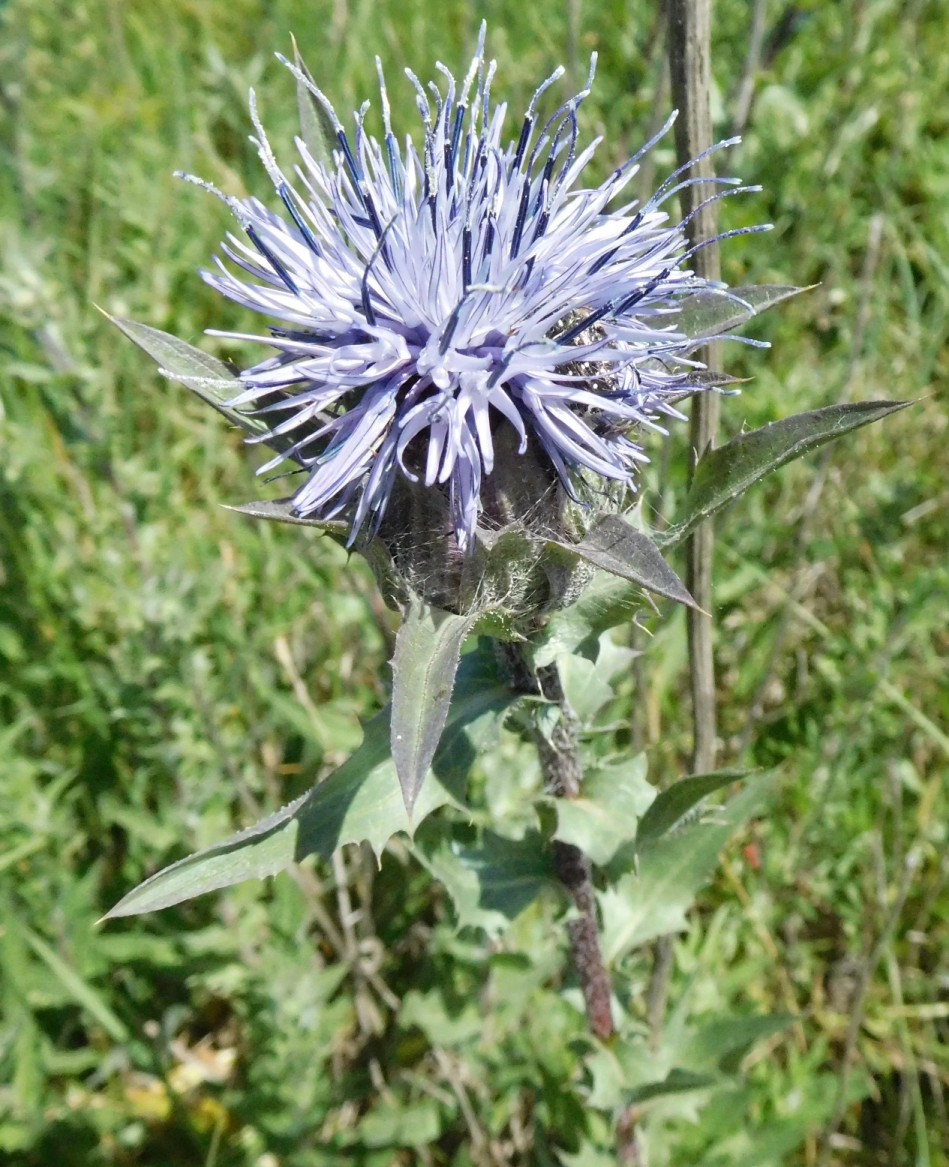 Carthamus caeruleus / Cardoncello azzurro