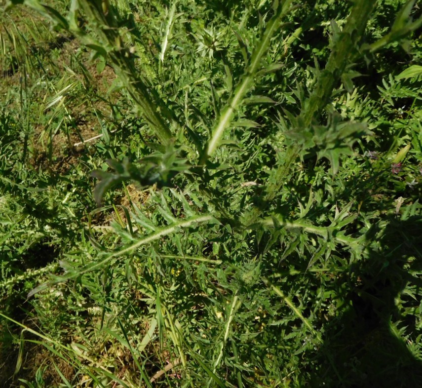 Carduus cfr. nutans