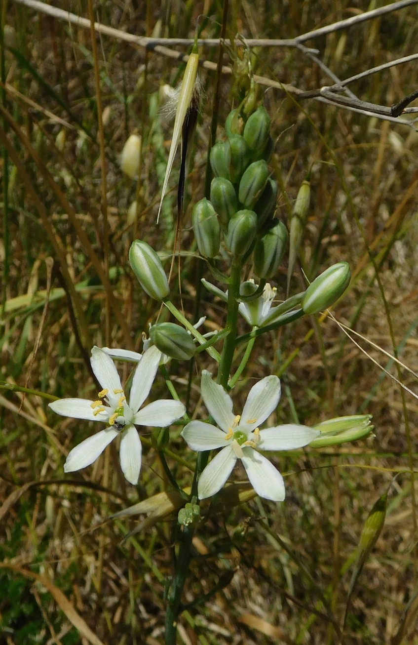 Loncomelos narbonensis