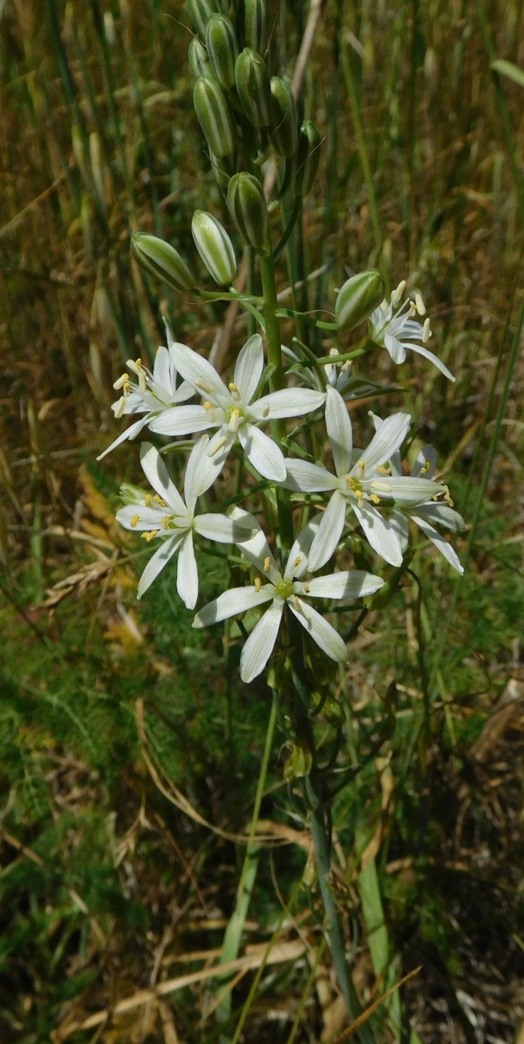 Loncomelos narbonensis