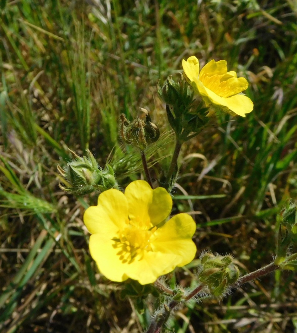 quale potentilla ? 1mag
