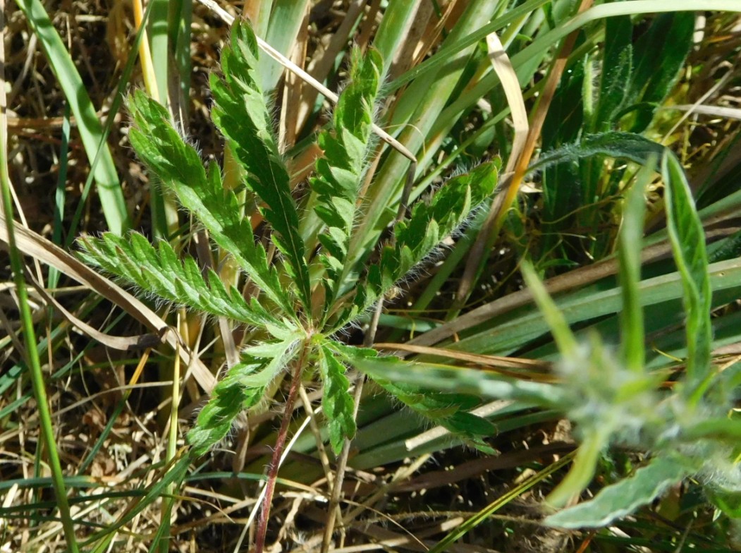 quale potentilla ? 1mag
