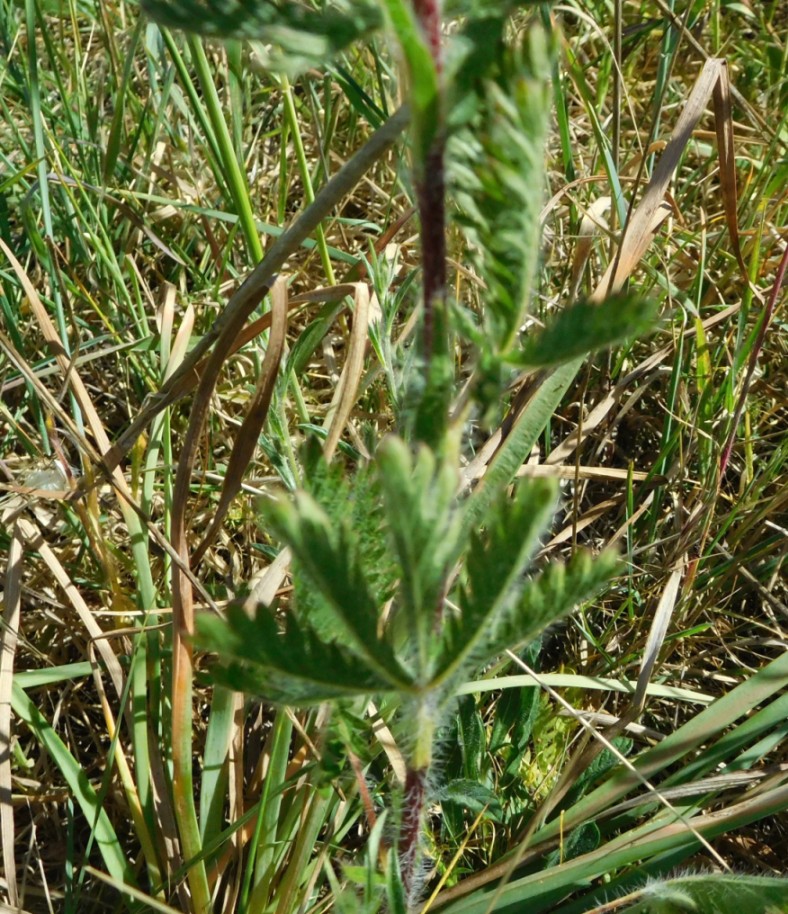 quale potentilla ? 1mag