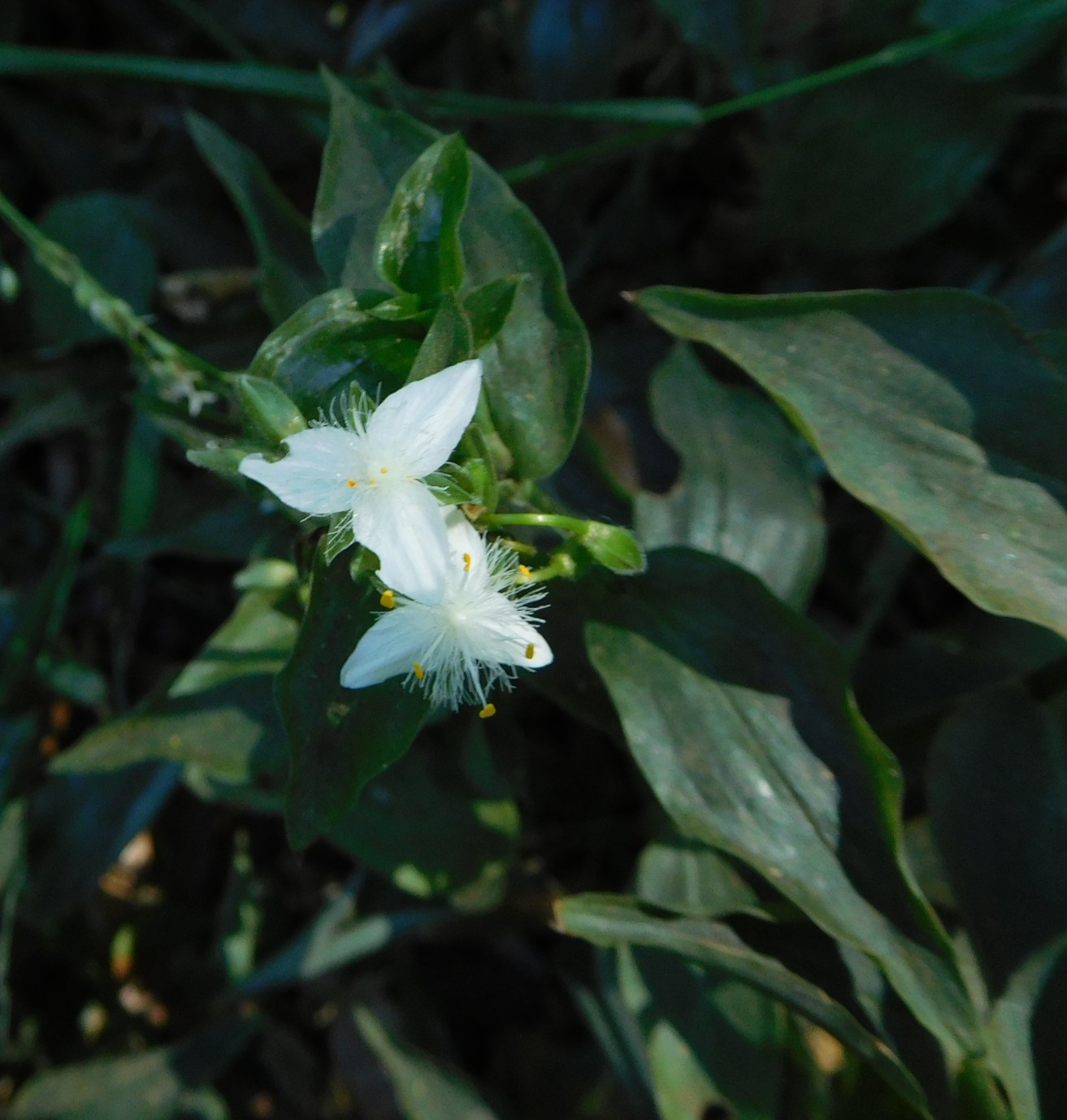 Tradescantia fluminensis / Tradescanzia sudamericana