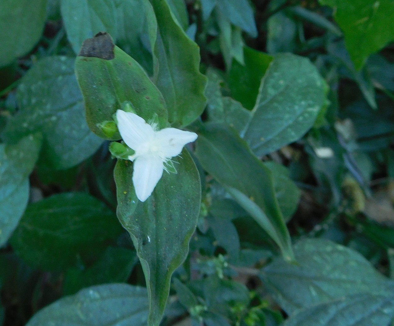 Tradescantia fluminensis / Tradescanzia sudamericana