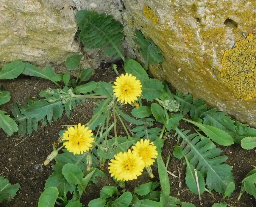 Crepis bursifolia / Radicchiella tirrenica